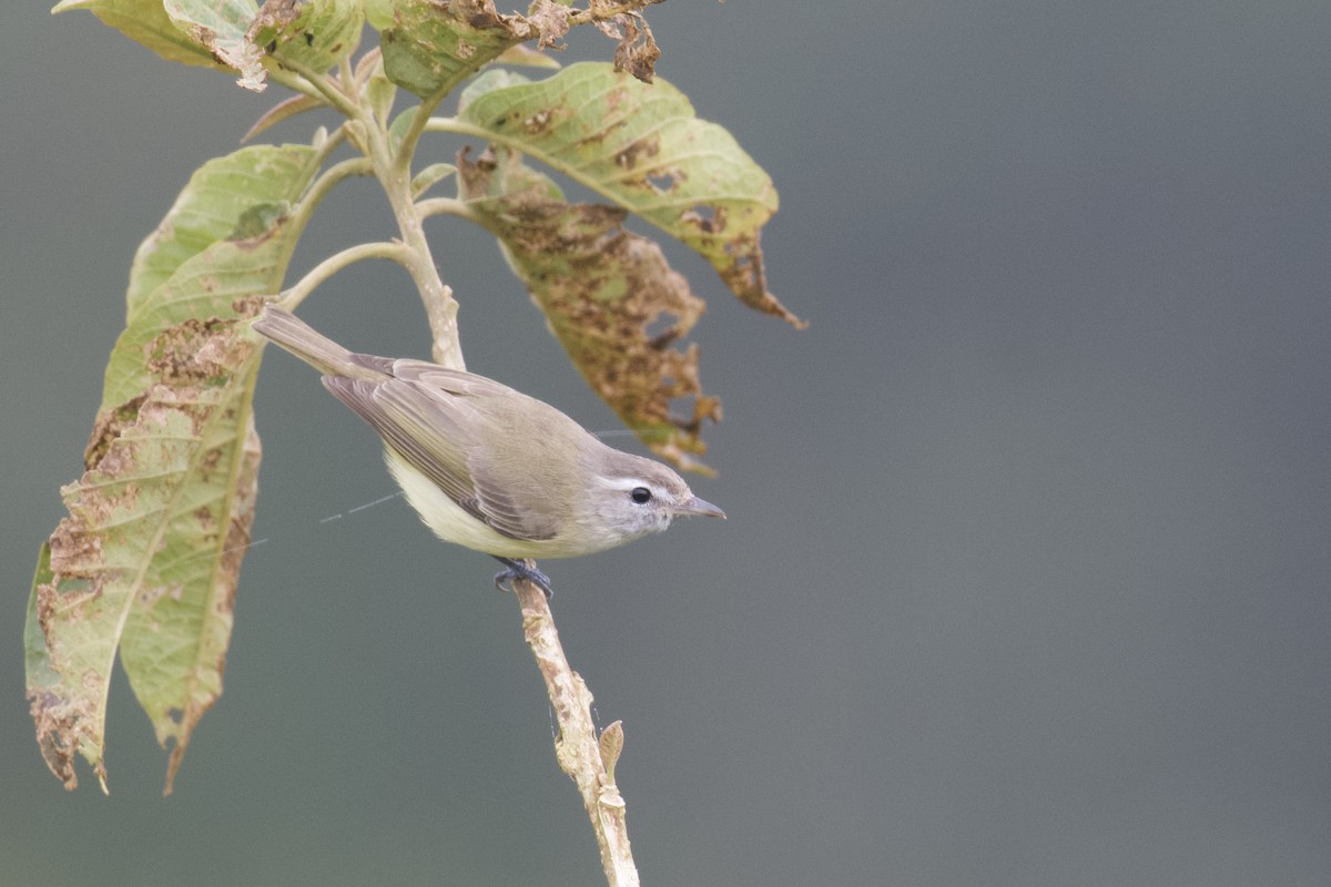 Brown-capped Vireo (Southern) - ML647062649
