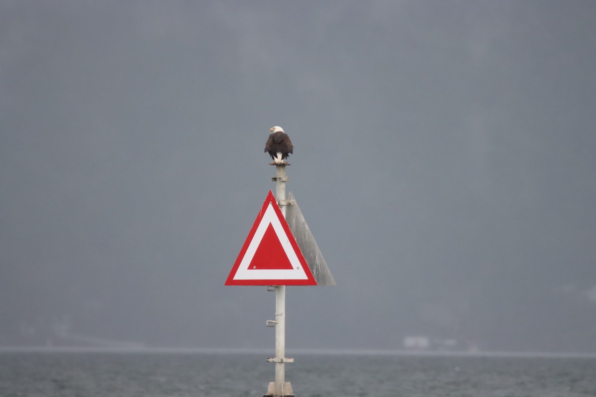 Белоголовый орлан - ML647062653