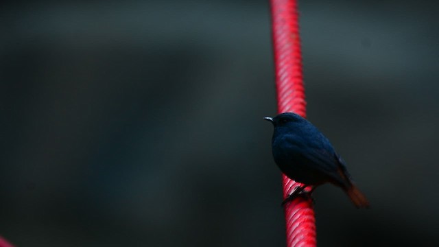 Kurşuni Kızılkuyruk - ML647062670