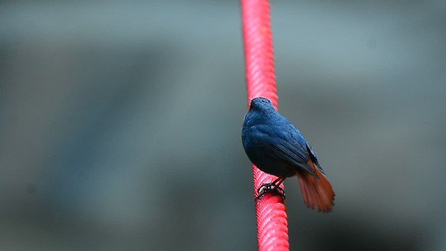 Kurşuni Kızılkuyruk - ML647062675