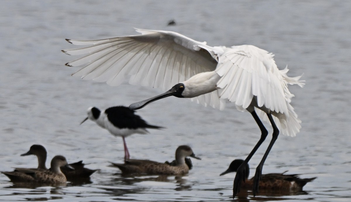 Косар королівський - ML647062680