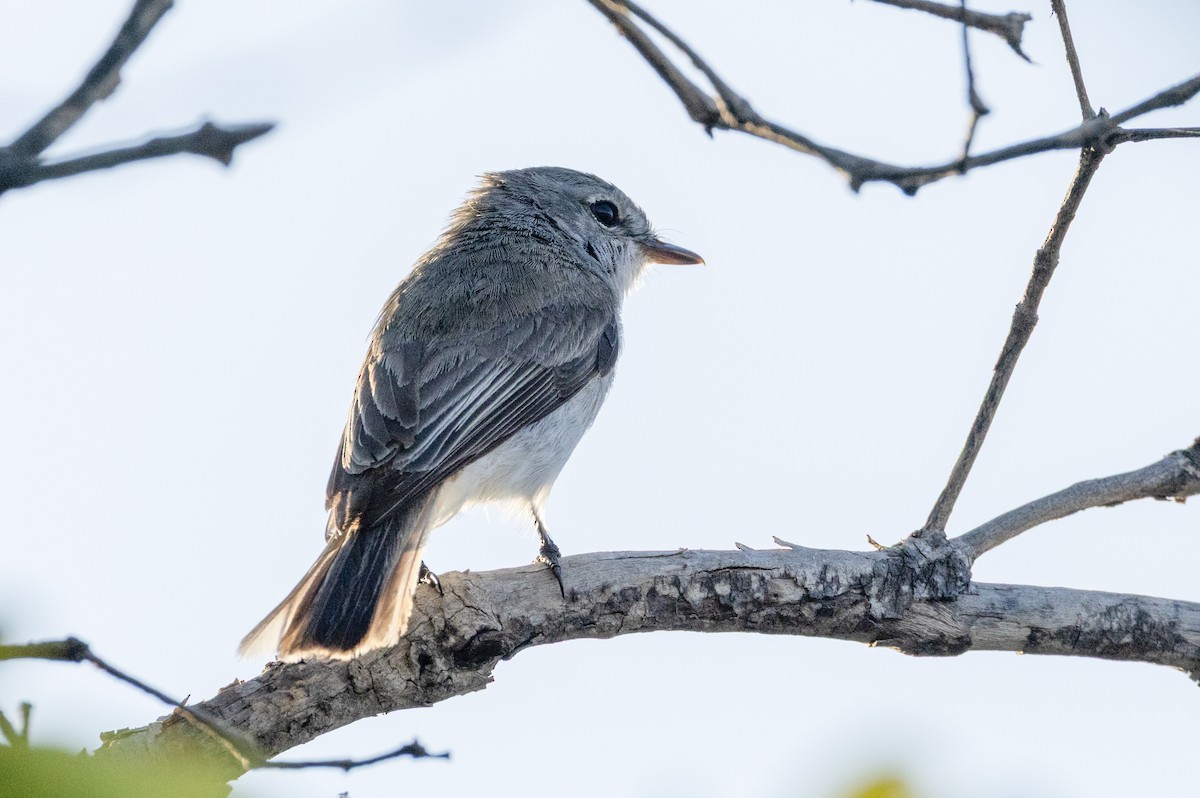 Lemon-bellied Flyrobin (Kimberley) - ML647062692