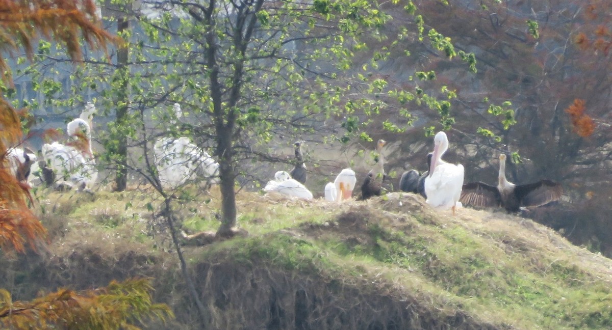 kormorán ušatý - ML647062694