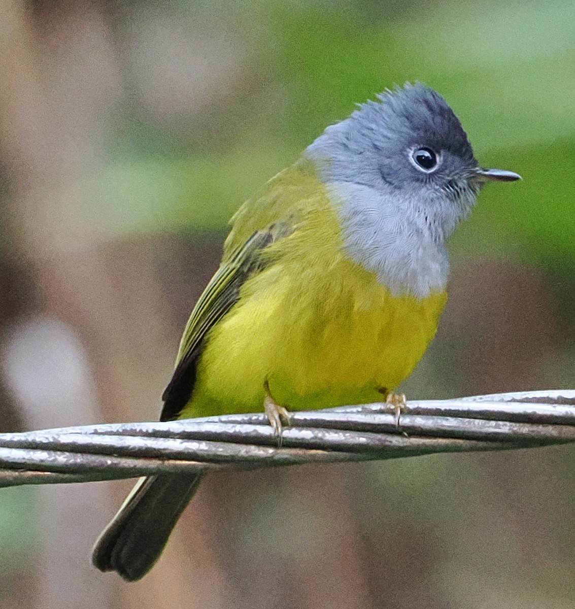 Gray-headed Canary-Flycatcher - ML647062705