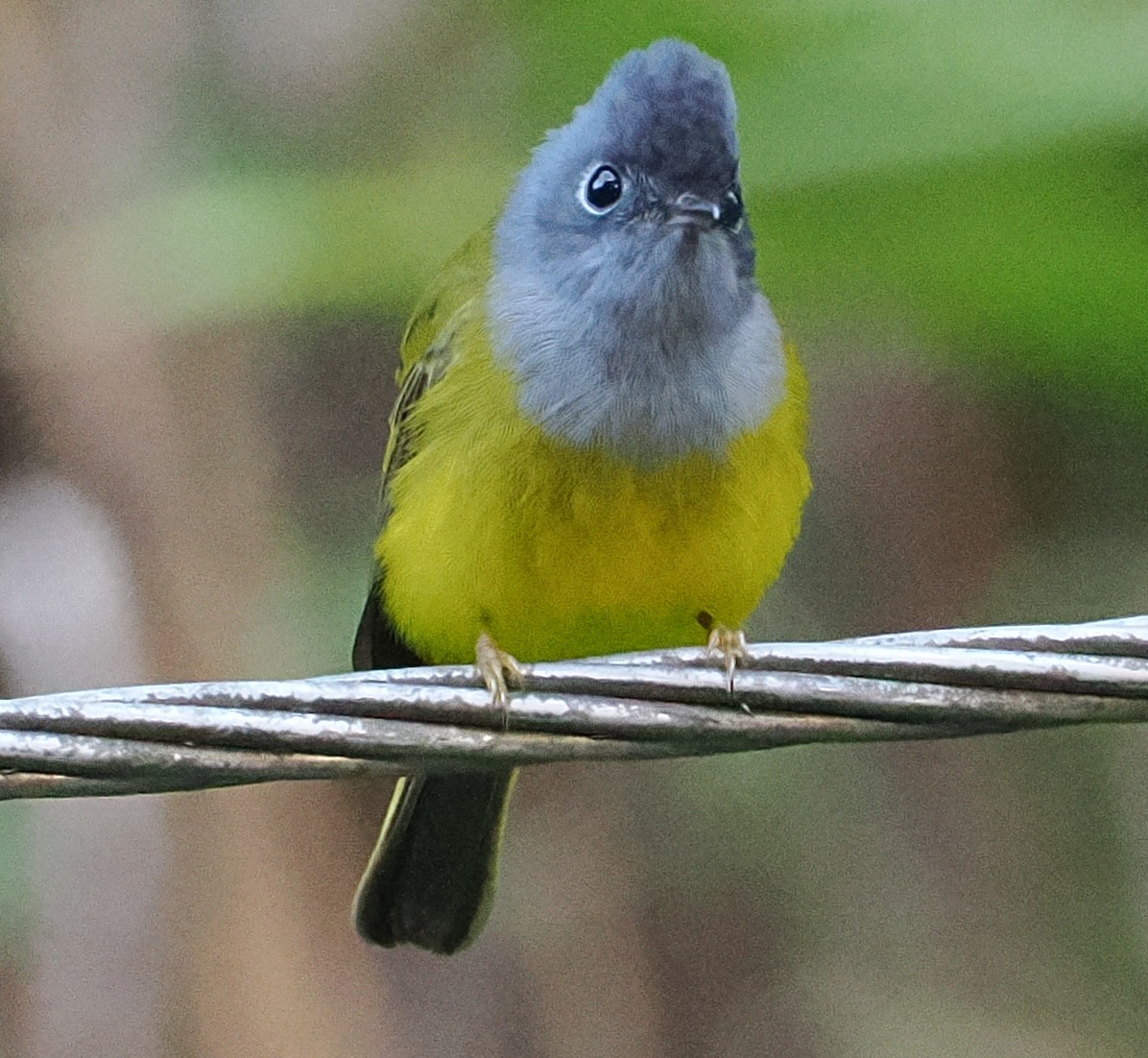 Gray-headed Canary-Flycatcher - ML647062706