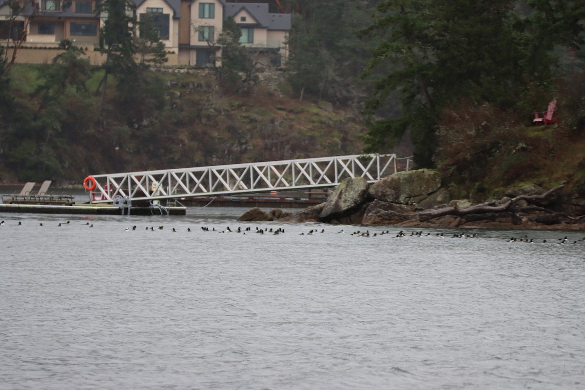 Barrow's Goldeneye - ML647062710