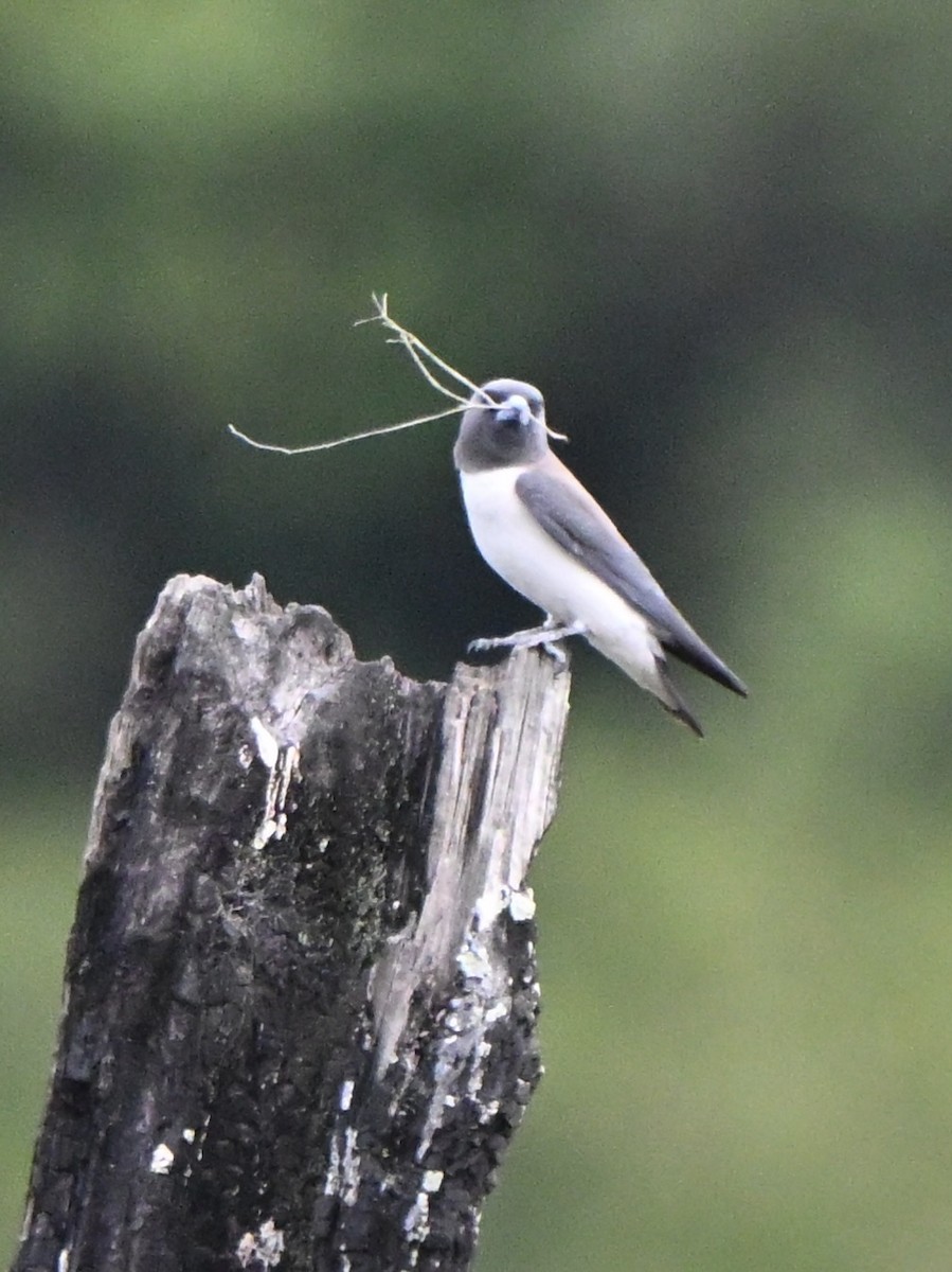 White-breasted Woodswallow - ML647062718