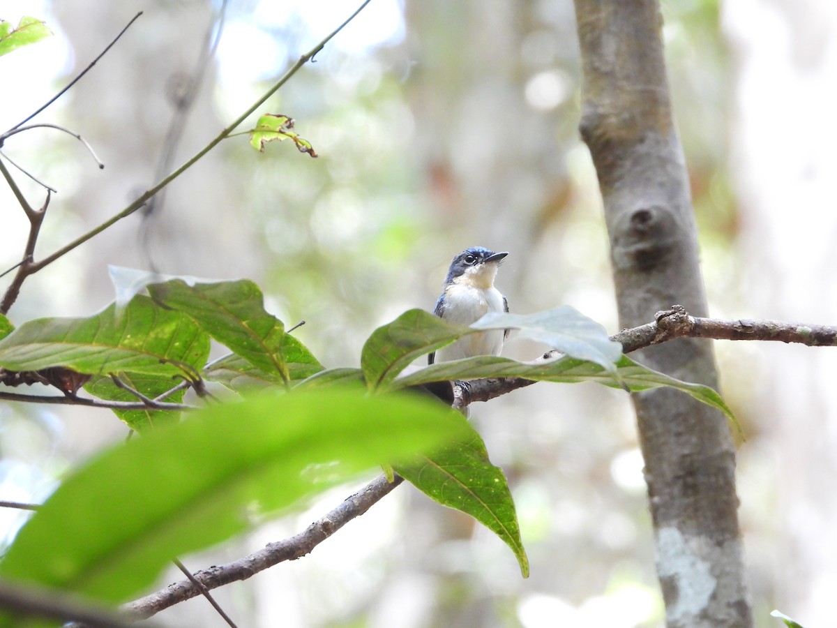 カンムリヒラハシ - ML647062720