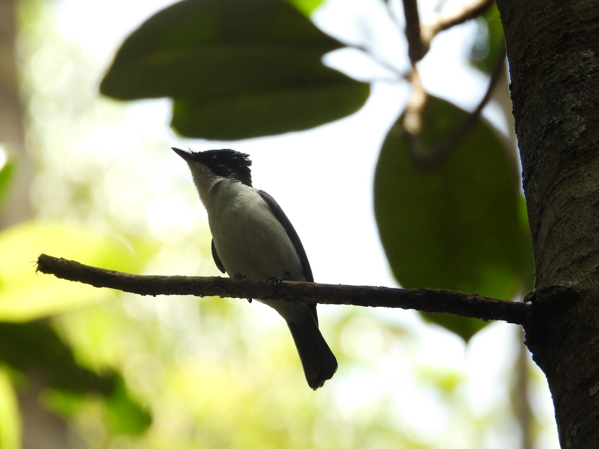 カンムリヒラハシ - ML647062721