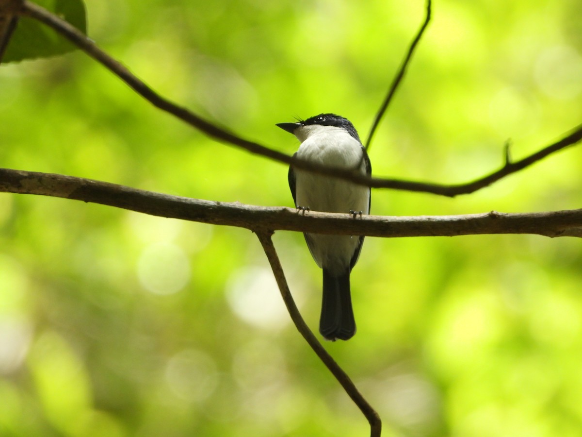 Moluccan Flycatcher - ML647062722