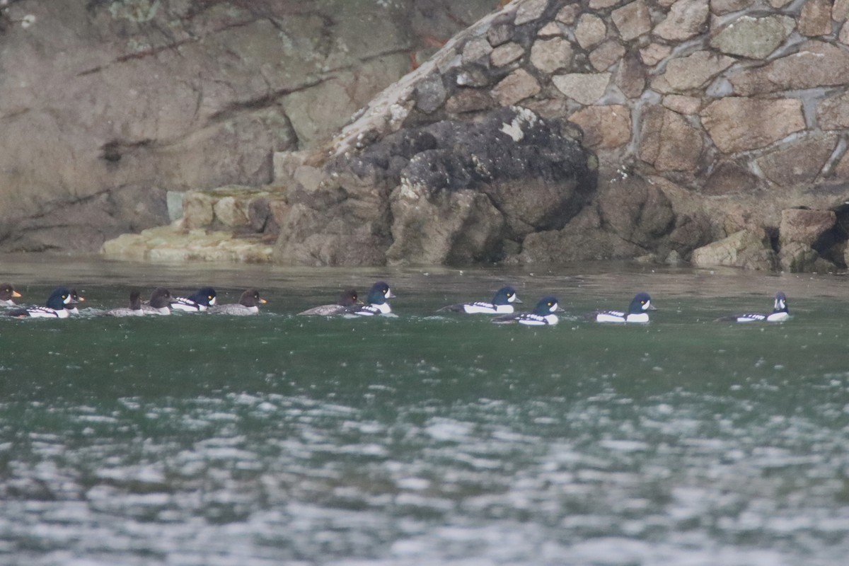 Barrow's Goldeneye - ML647062726
