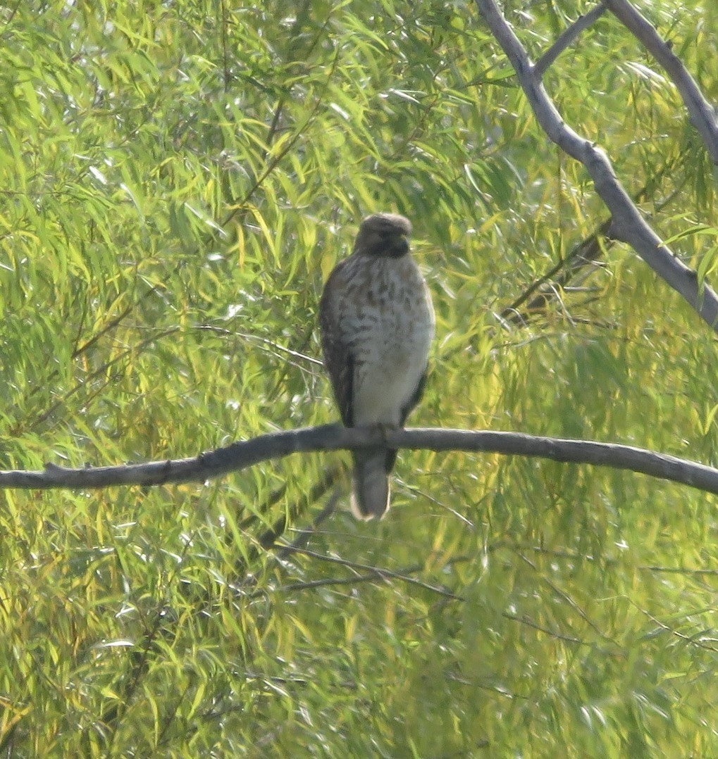 káně páskovaná - ML647062740