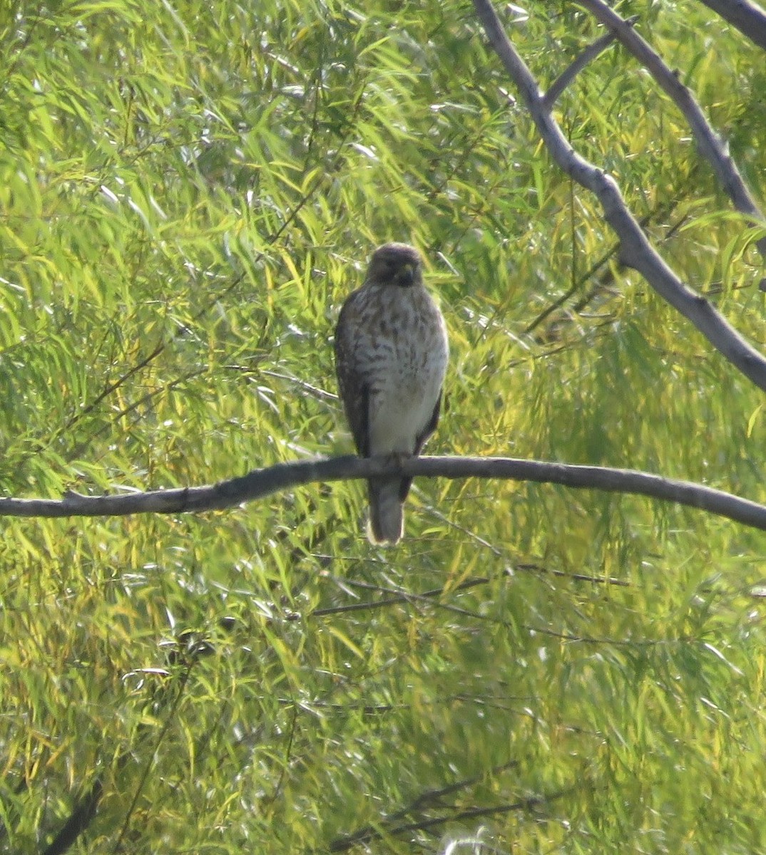 káně páskovaná - ML647062741