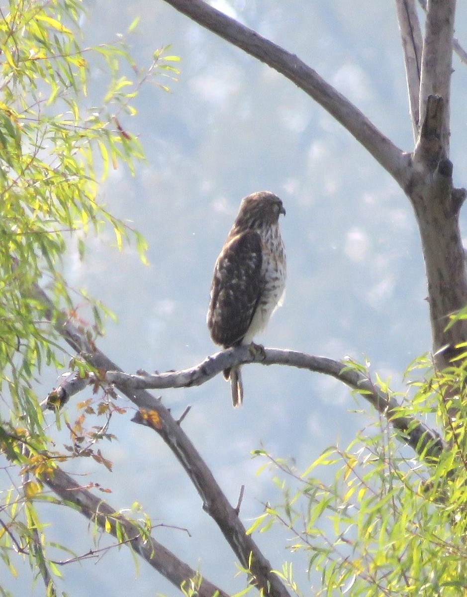 káně páskovaná - ML647062746