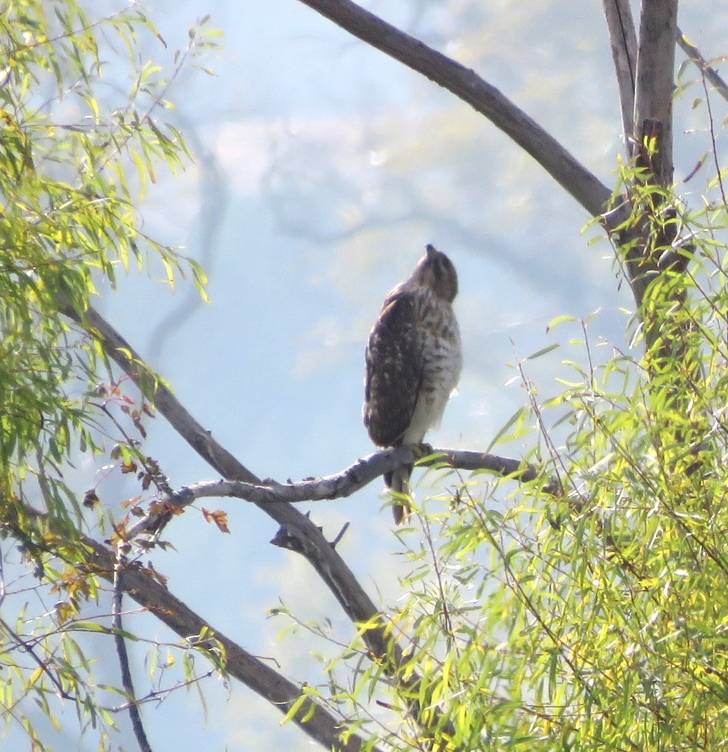 káně páskovaná - ML647062749