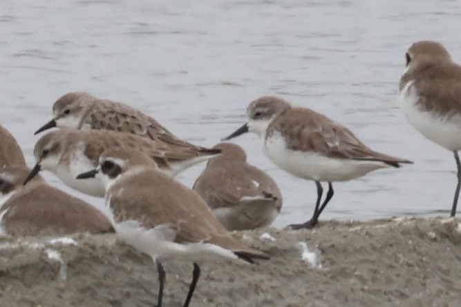 ヘラシギ - ML647062753