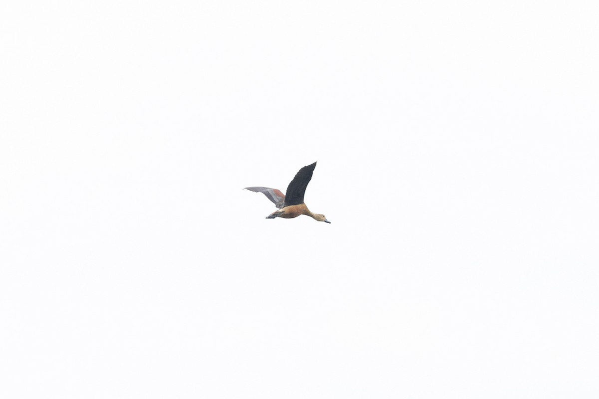 Lesser Whistling-Duck - ML647062760