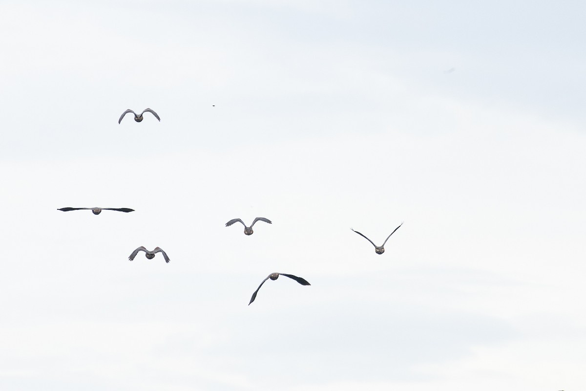 Lesser Whistling-Duck - ML647062761