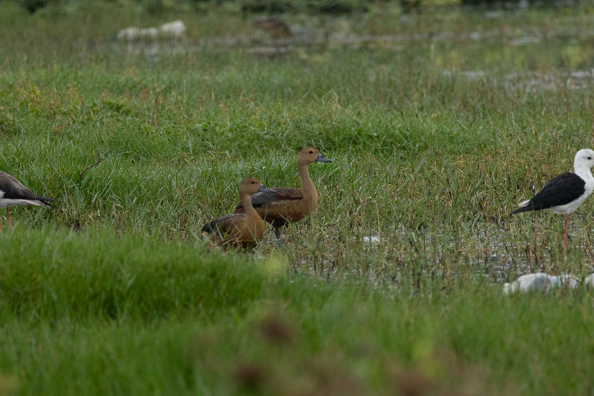 リュウキュウガモ - ML647062762