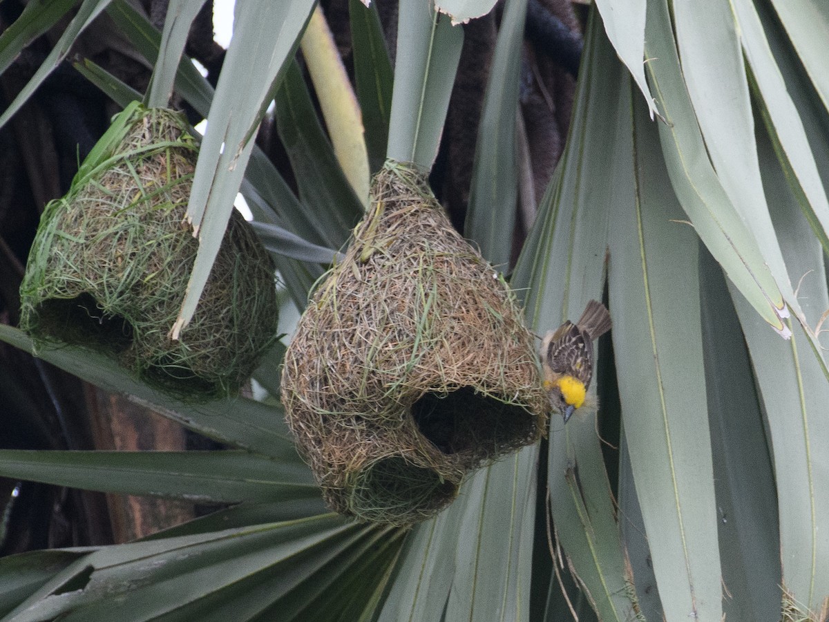 キムネコウヨウジャク - ML647062763