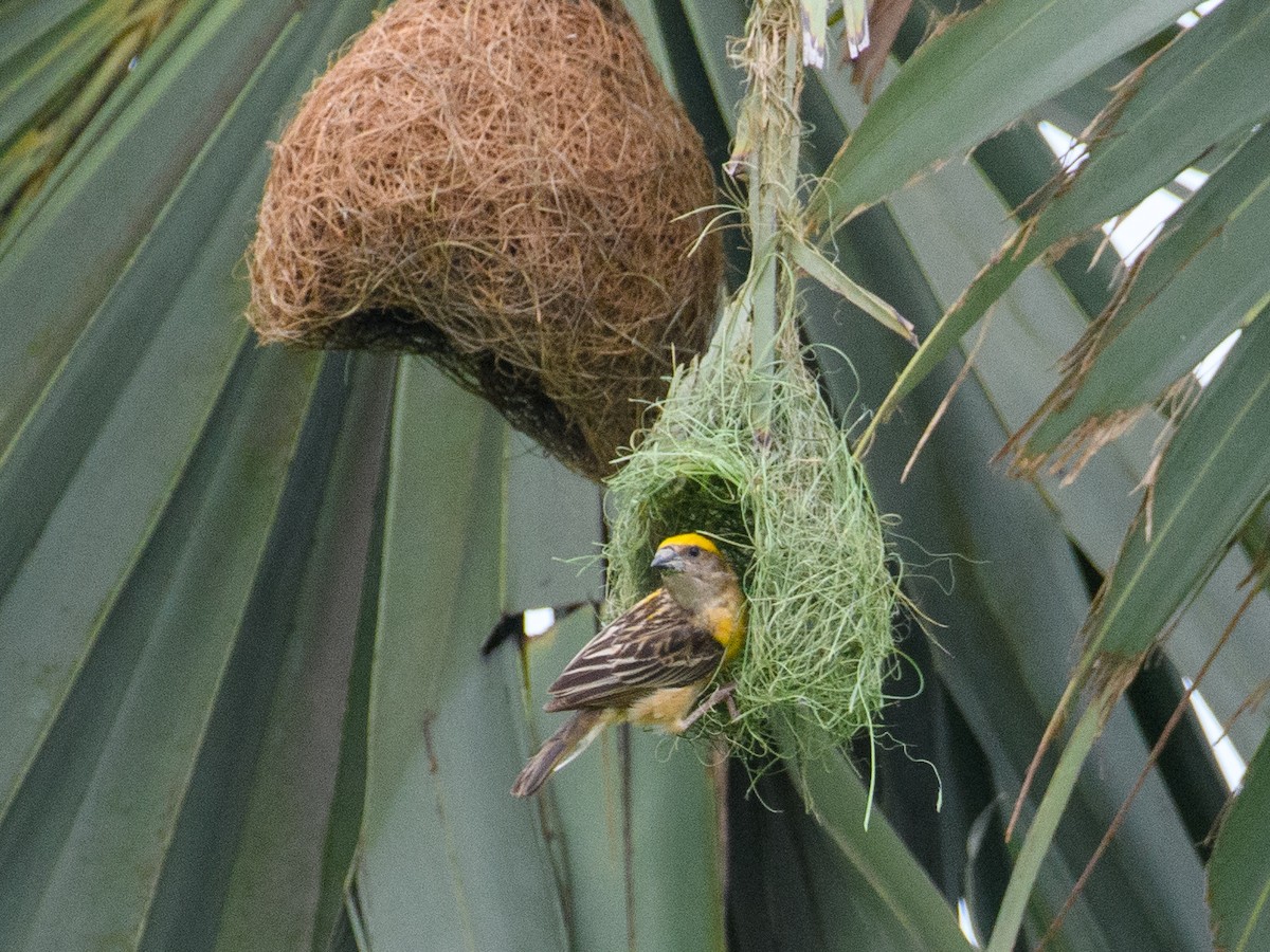 キムネコウヨウジャク - ML647062764