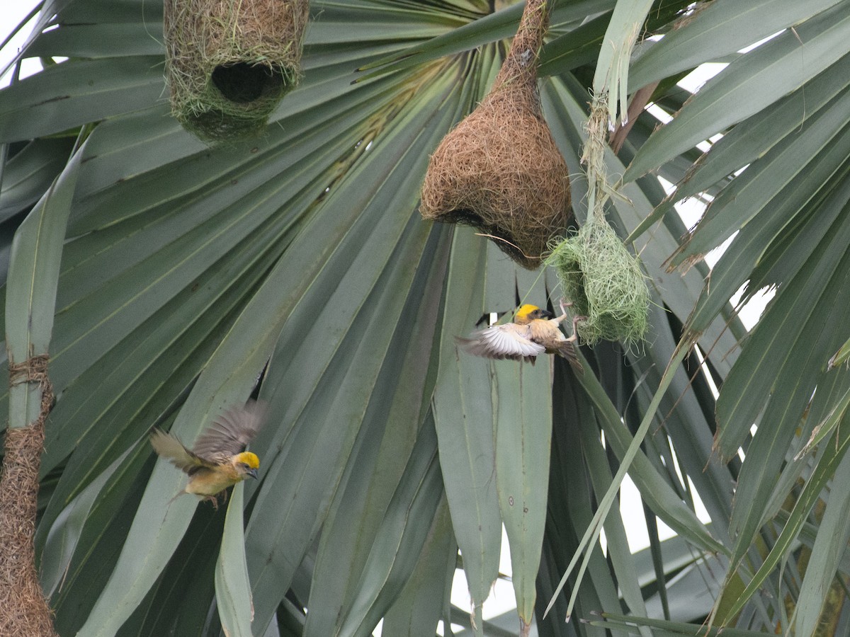 キムネコウヨウジャク - ML647062766