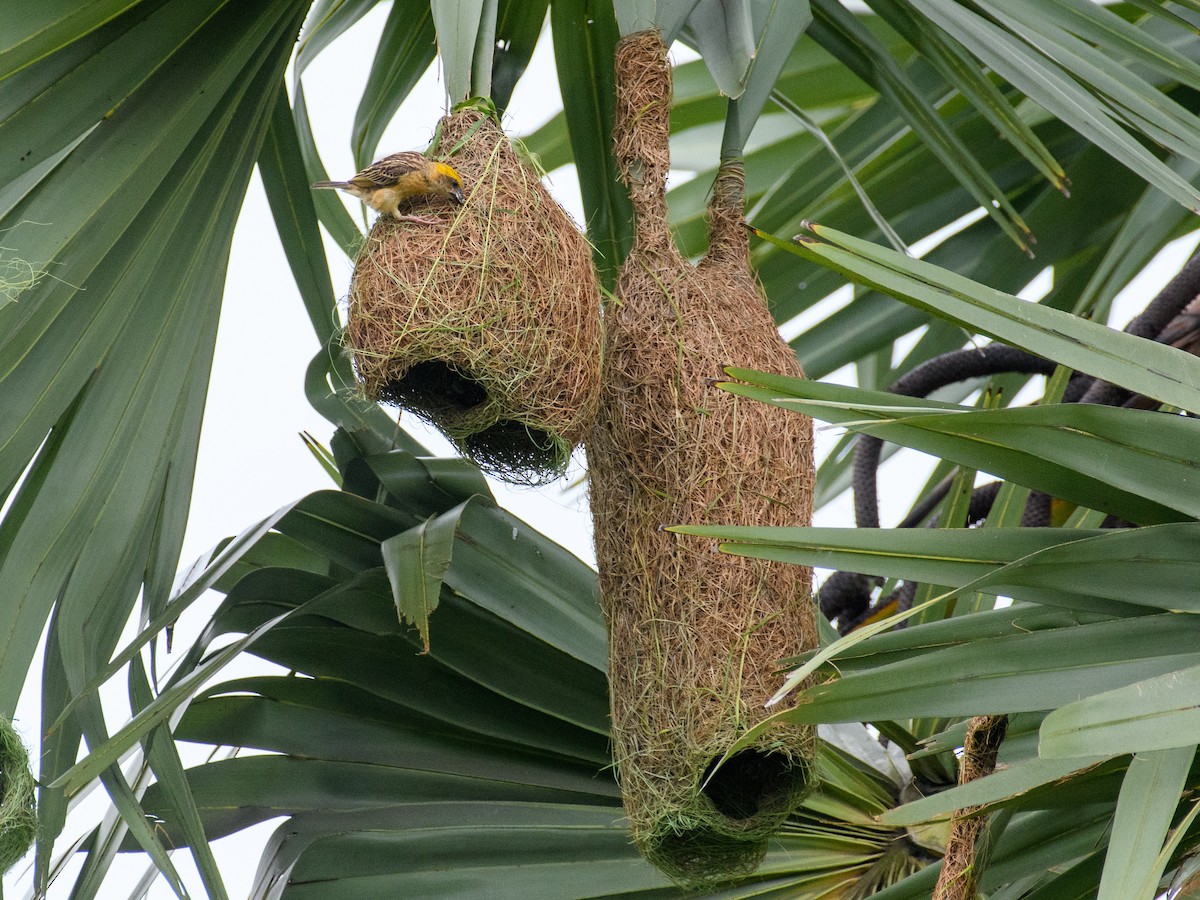 キムネコウヨウジャク - ML647062767