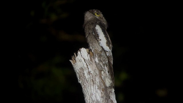 Ibijau à ailes blanches - ML647062768