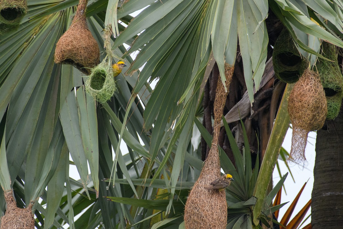 キムネコウヨウジャク - ML647062769