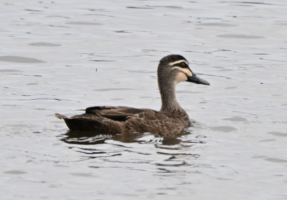 マミジロカルガモ - ML647062771