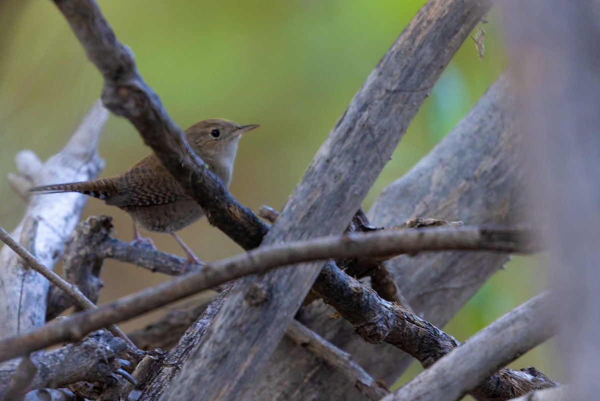 Northern House Wren - ML647062772