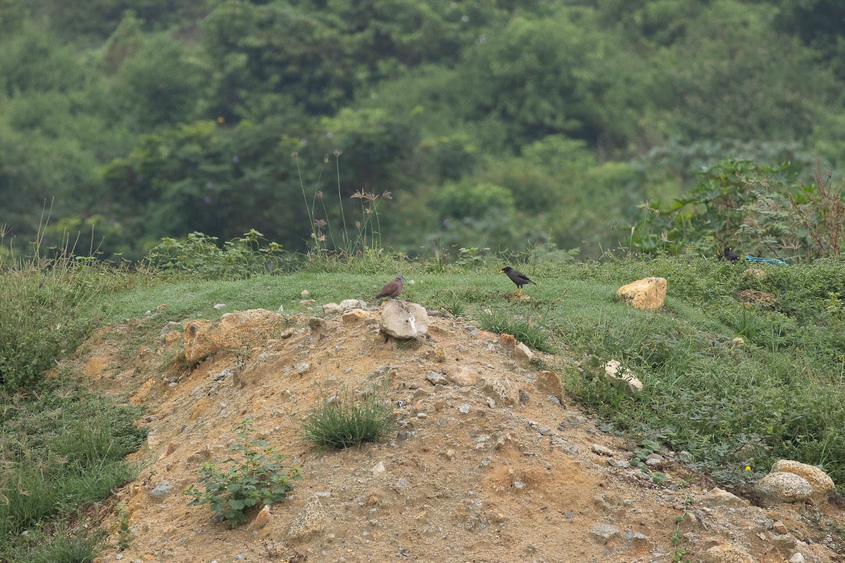 ベニバト - ML647062773