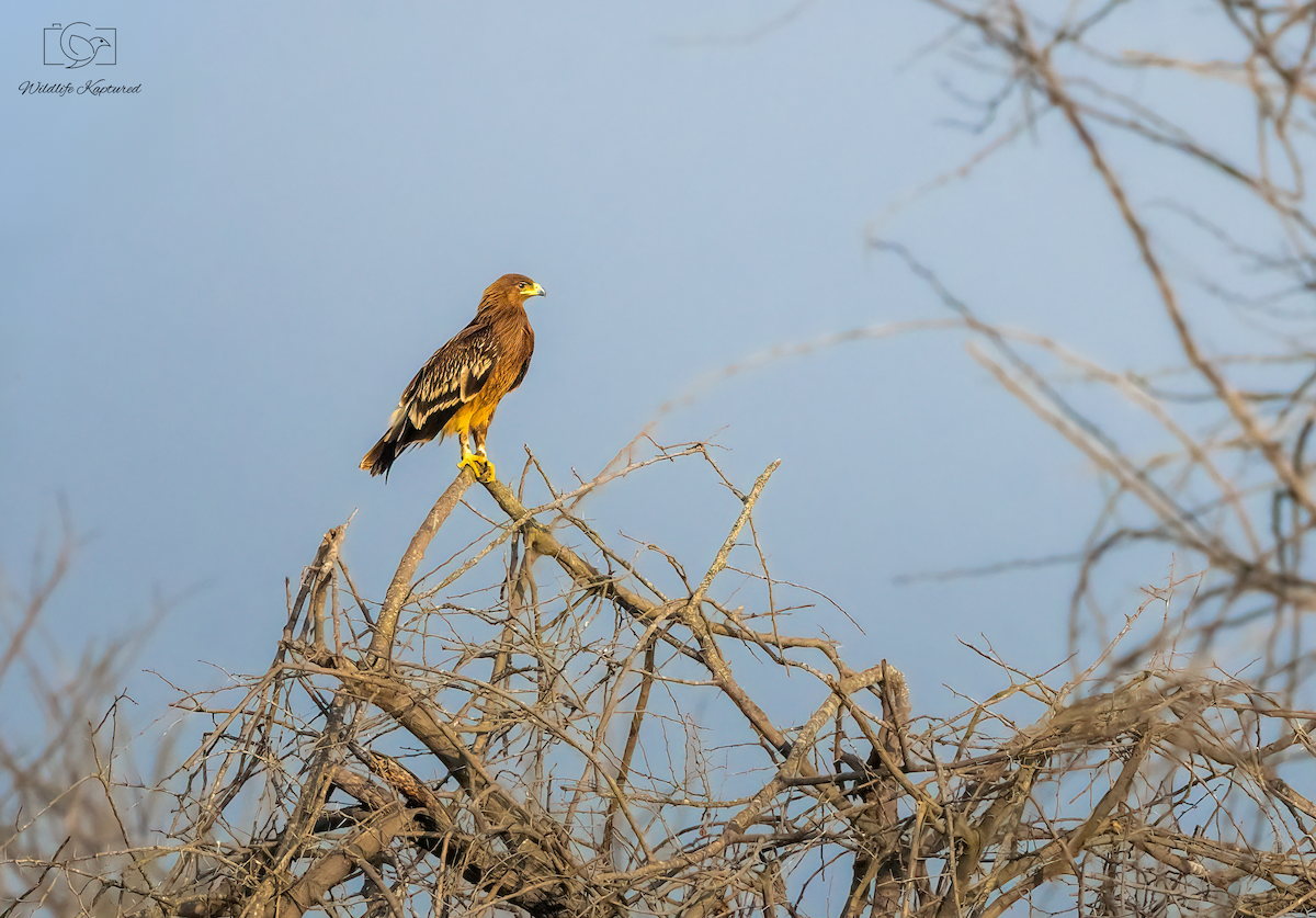 カラフトワシ - ML647062774