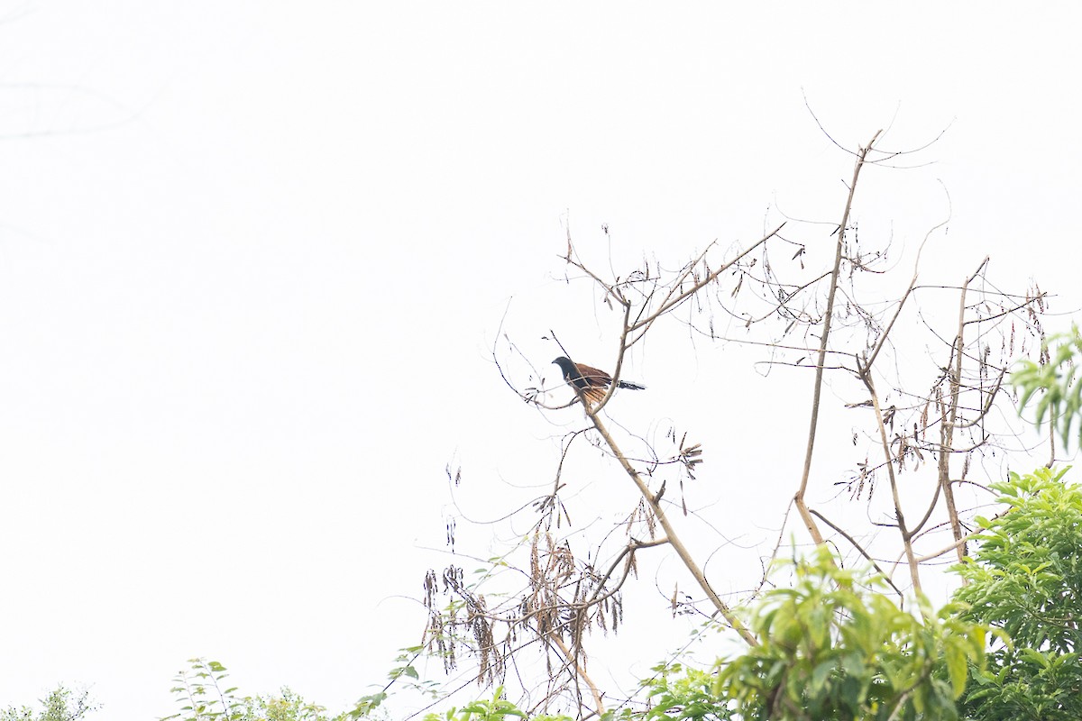 オオバンケン - ML647062775