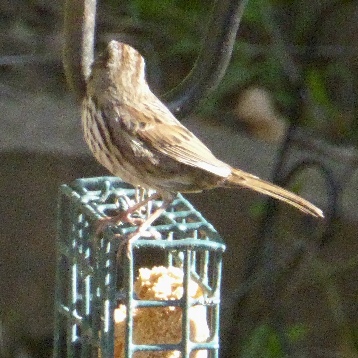 ウタスズメ - ML647062776