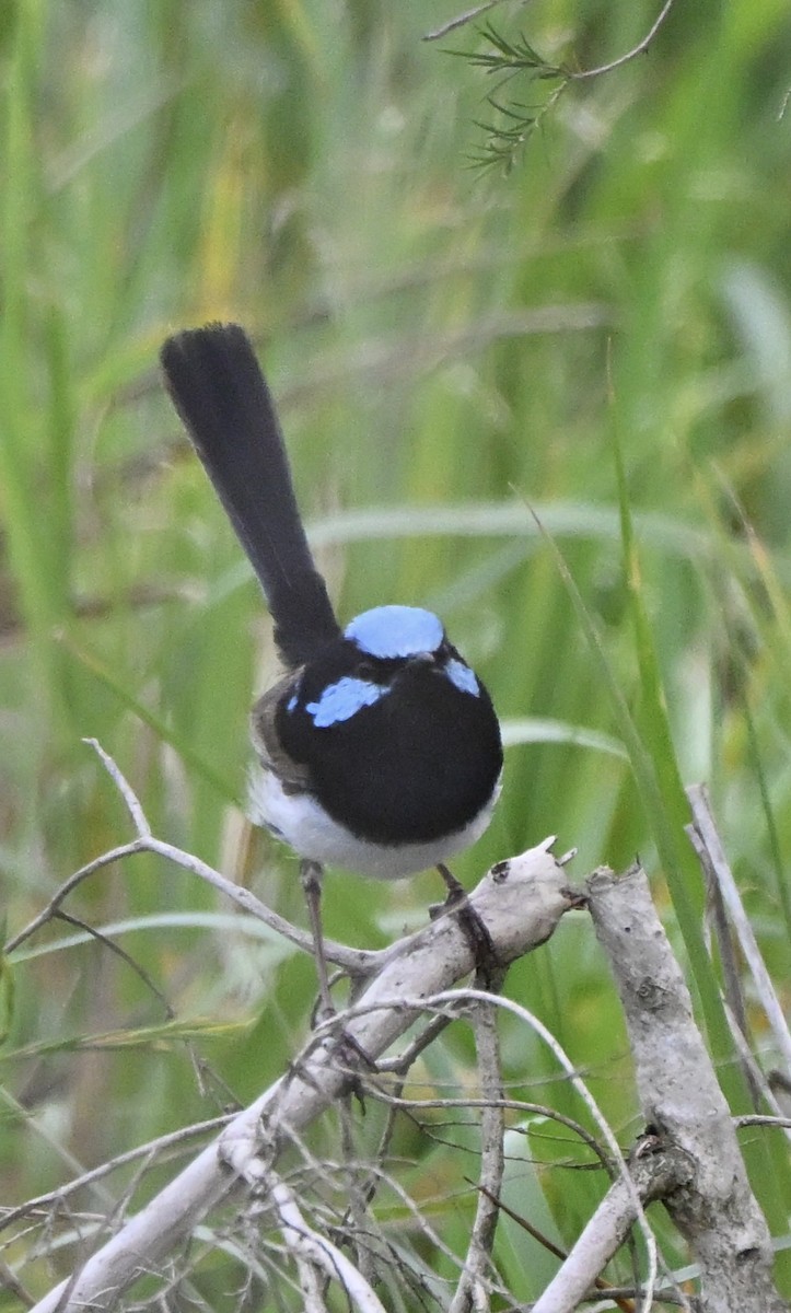 ルリオーストラリアムシクイ - ML647062777