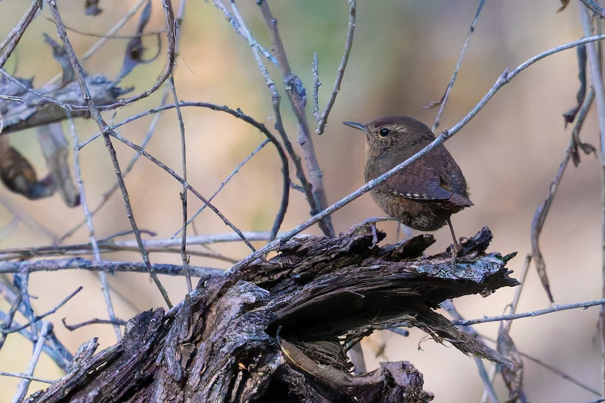 タイヘイミソサザイ - ML647062778
