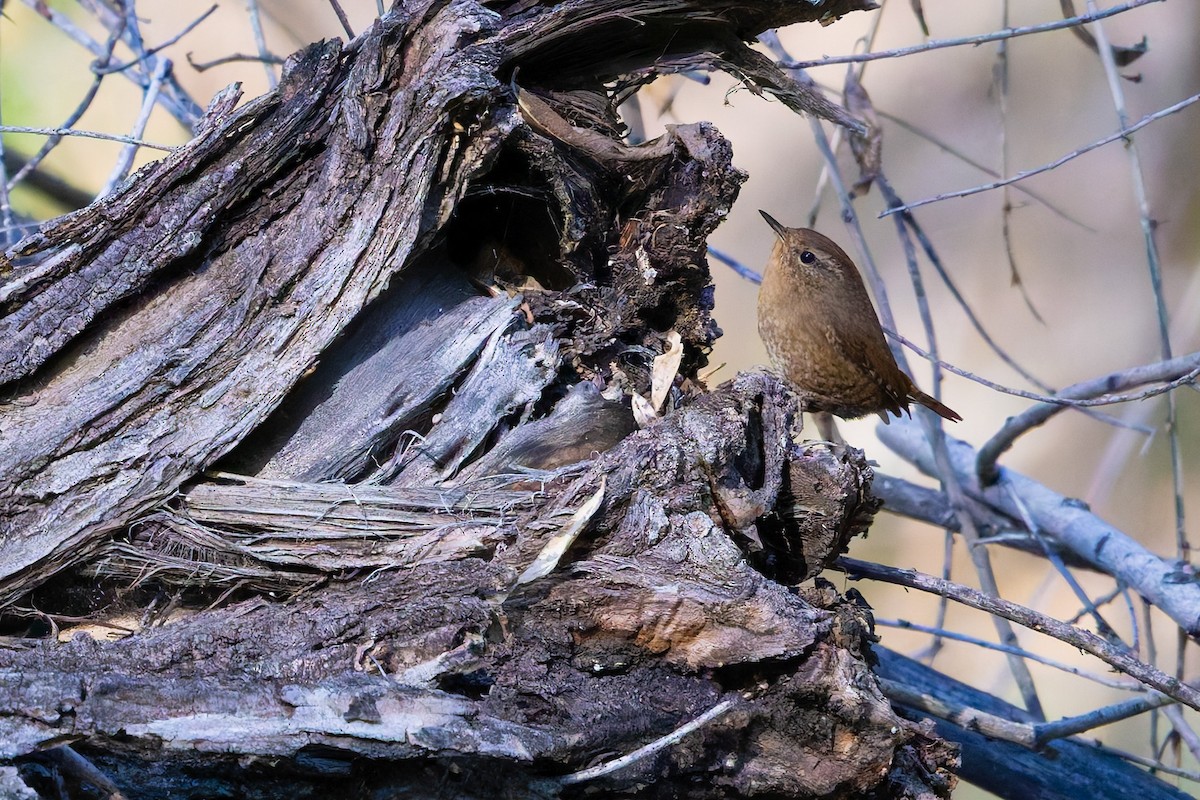 タイヘイミソサザイ - ML647062779