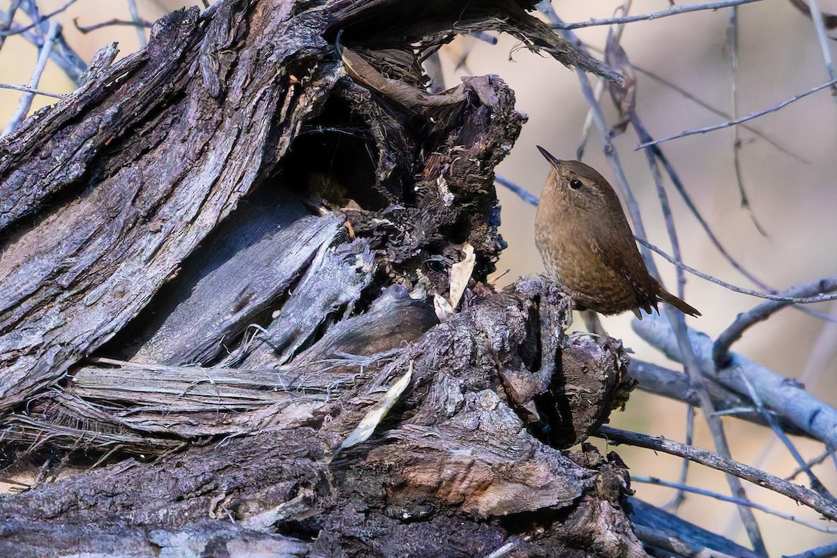 タイヘイミソサザイ - ML647062780