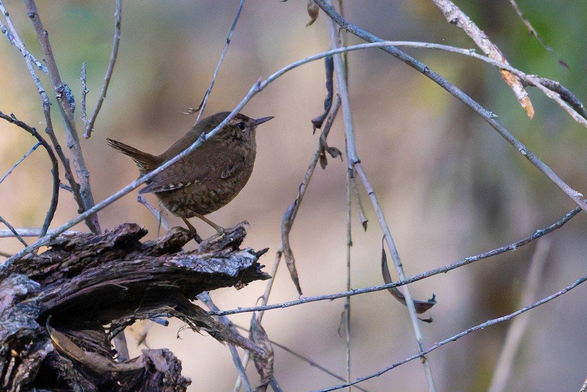 タイヘイミソサザイ - ML647062781