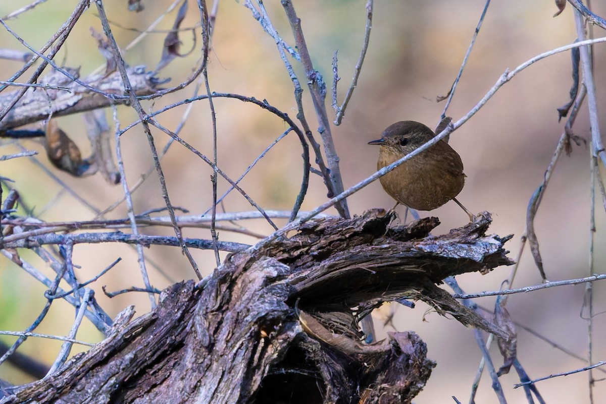 タイヘイミソサザイ - ML647062782