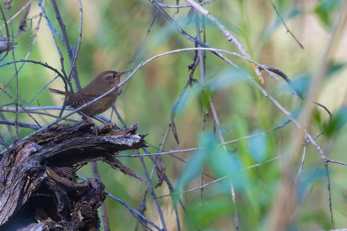 タイヘイミソサザイ - ML647062783