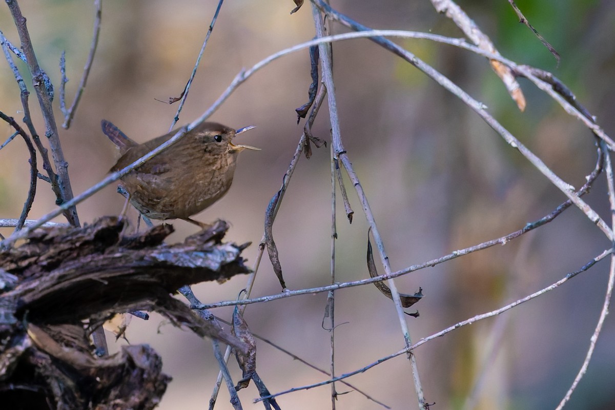 タイヘイミソサザイ - ML647062784