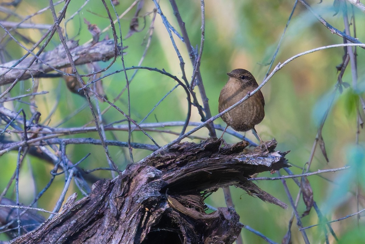 タイヘイミソサザイ - ML647062785