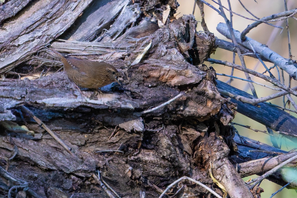 タイヘイミソサザイ - ML647062786