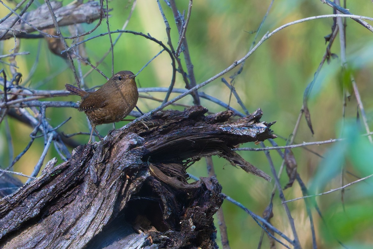 タイヘイミソサザイ - ML647062787