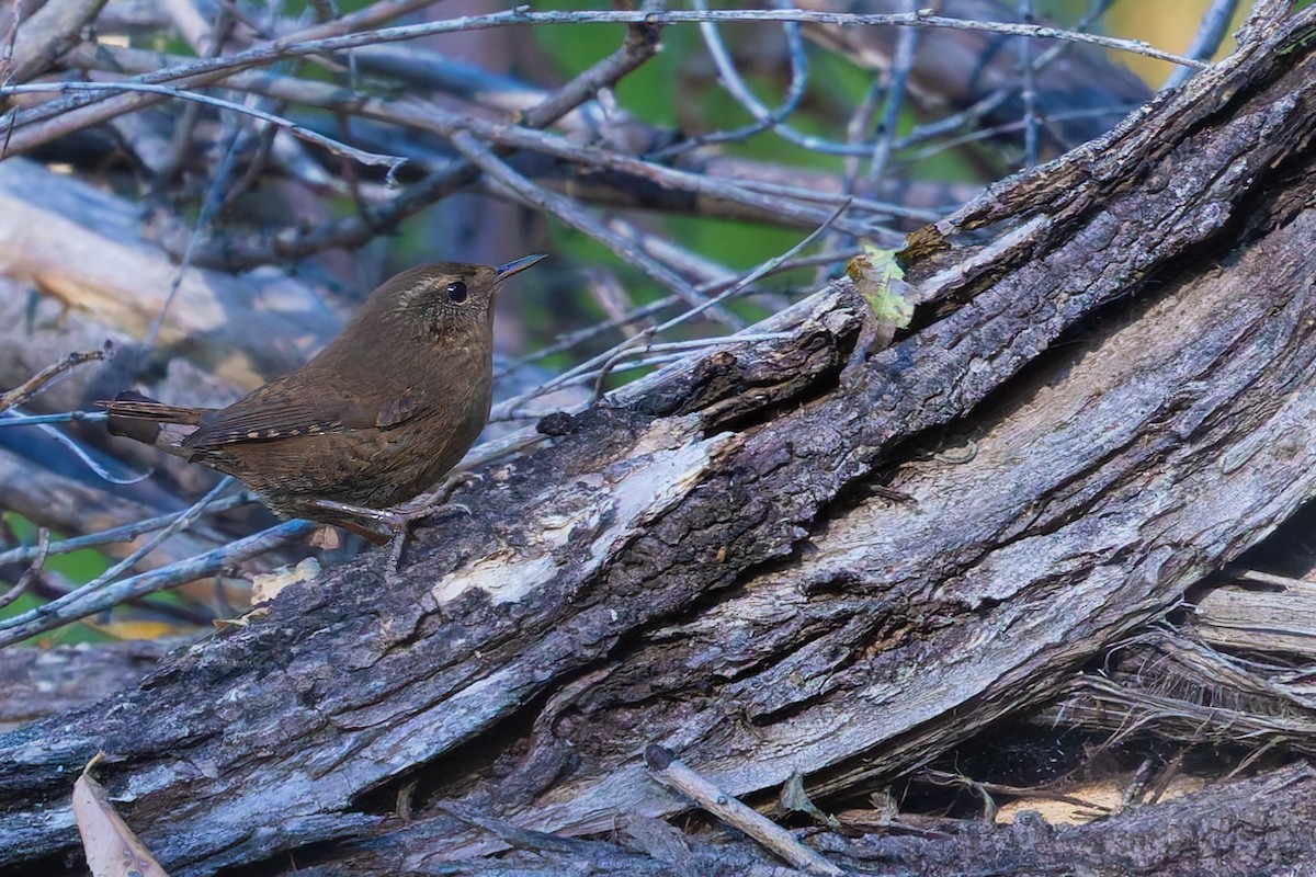 タイヘイミソサザイ - ML647062788