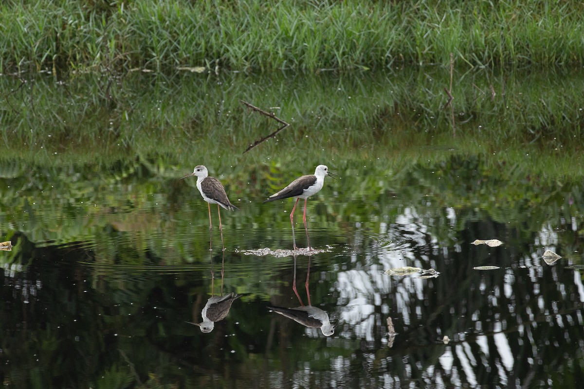 セイタカシギ - ML647062789