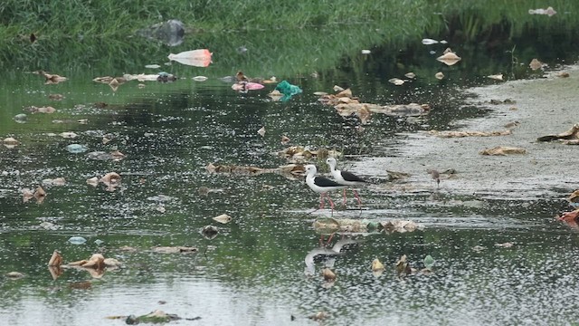 Uzunbacak - ML647062790