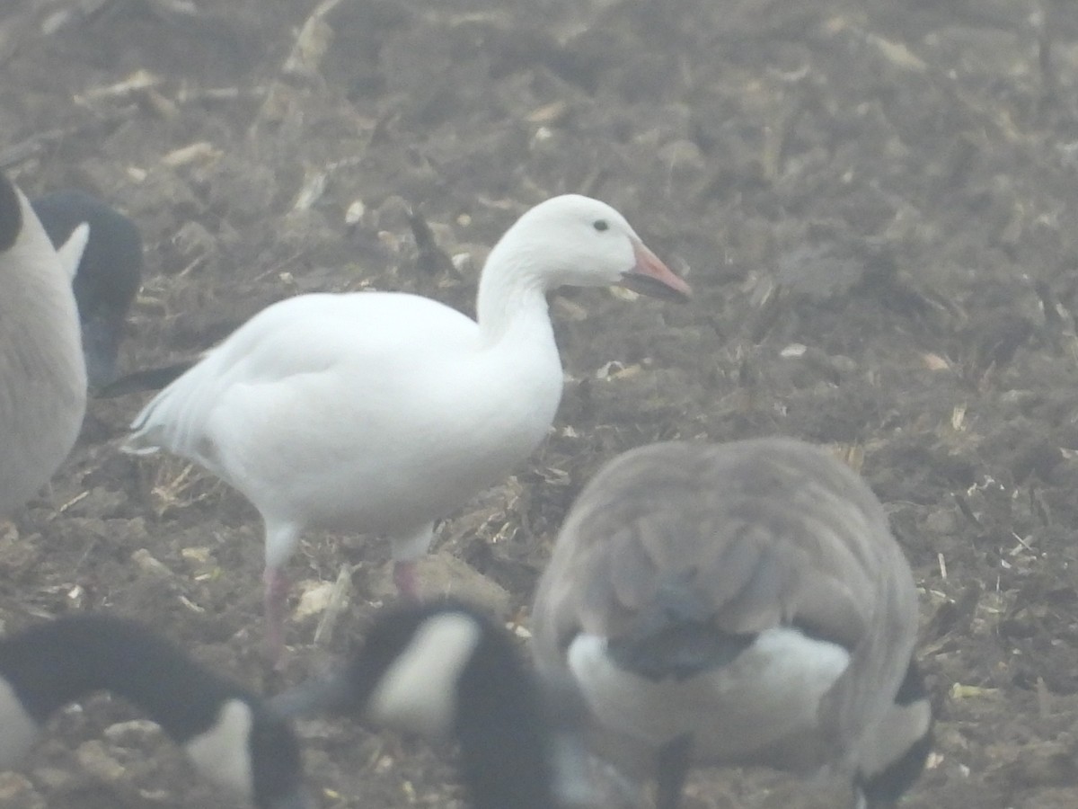 ハクガン - ML647062791